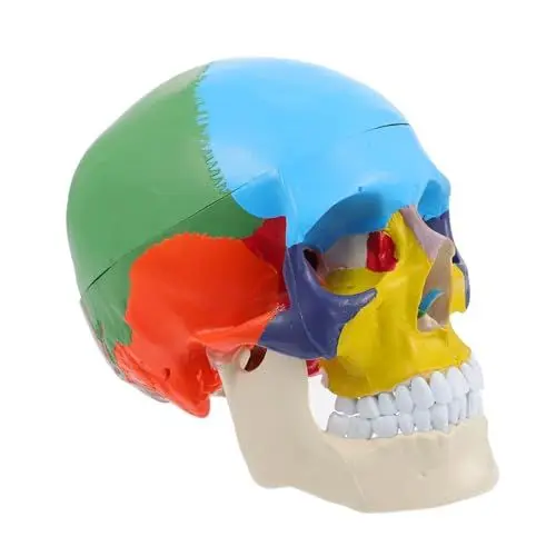 Produktbild: OKUMEYR Schädelmodell Schädelunterricht erwachsener Kopfknochen Schädel-Wissenschaftsmodell Mann the skulls totenschädel Schädel-Lehrmodell Kopfmodell des menschlichen Schädels PVC