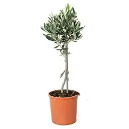 Produktbild: Bloomique - Olea Europaea - Olivenbaum Echt - Gartenpflanzen Winterhart - Höhe 40-50 cm - Topf 14 cm