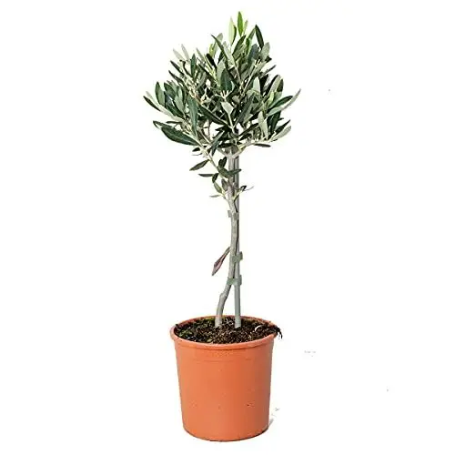 Produktbild: Bloomique - Olea Europaea - Olivenbaum Echt - Gartenpflanzen Winterhart - Höhe 40-50 cm - Topf 14 cm