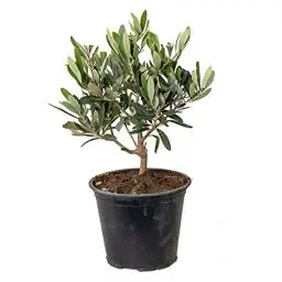 Produktbild: Bloomique - Olea Europaea - Olivenbaum Echt - Gartenpflanzen Winterhart - Höhe 20-30 cm - Topf 14 cm