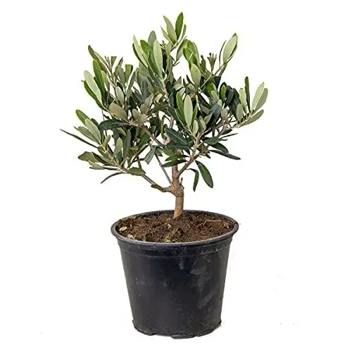 Produktbild: Olea europaea - Olivenbaum - Mittelmeerstrauch - Winterhart – ⌀14 cm - 20-30 cm