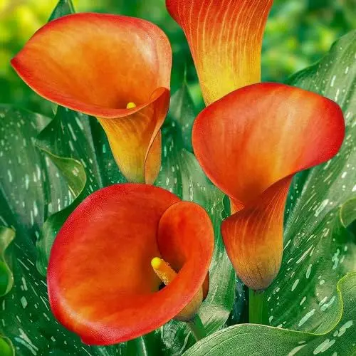 Produktbild: Orange Passion (Orange) Zantedeschia Calla Lilien Zwiebeln, 5 echte und große Knollen, die mehr als 5 Blüten tragen, Ideale Gartenpflanze, Blumenzwiebeln aus Holland (kein Samen und nicht künstlich)