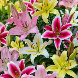 Produktbild: Orientalische Lilien Zwiebel Mischung, 15 Stück, mehrjährig und winterhart Blumenzwiebeln aus Holland zum Pflanzen in Garten und Topfe (große Knollen, kein Samen, nicht künstlich)