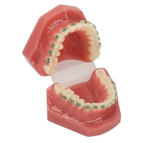 Produktbild: Orthodonti.c Zahnmodell, Dental Orthodonti.c Demonstrationsmodell, Zahnmodell mit Metalldrähten und Halterung für den Unterricht und das Lernen