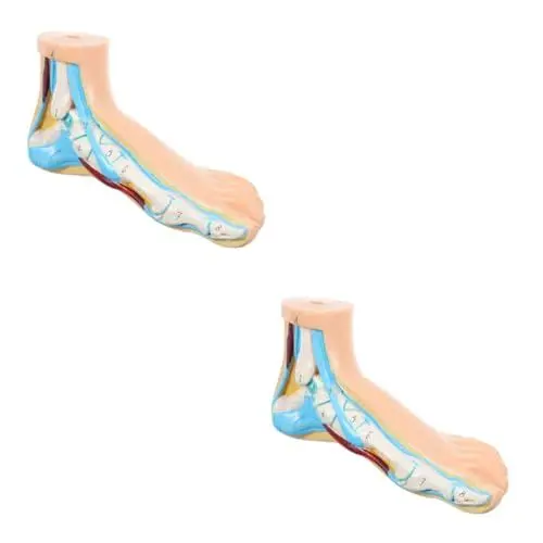 Produktbild: OSOLADY 2 Stück Fußgelenk Modellmodelle Klinik Display Fußanatomisches Fußmodell Lehre Normales Fußmodell Normales Fußmodell Für Den Unterricht Menschliches Normales Fußmodell