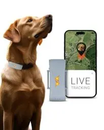 Produktbild: PAJ GPS Tracker für Hunde - 4G - Weglaufalarme + weltweite Live-Ortung - Akkusparmodus in Routernähe - Hunderückruf - mit Leucht-LEDs - Wasserdicht (IP67) - passt an jedes Halsband - grau
