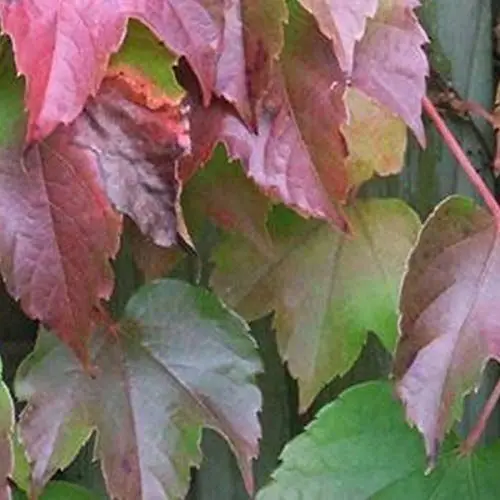 Produktbild: Parthenocissus Tricuspidata ' Veitchii' - Selbstklimmer Wein 60-80 cm Pflanzcontainer