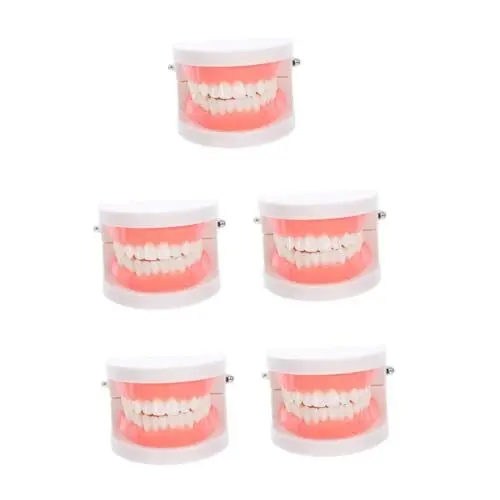 Produktbild: PartyKindom 5 Stück Oralmodell Studie Lehrmodell Zahnmedizin Demonstrationszahnmodell Standardzahnmodell Erwachsenenzahnmodell Zahnmodell Mundmodell Zahnmedizin Typodont Modell Gefälschter
