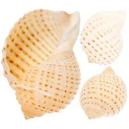 Produktbild: PATKAW Muscheln Riesig 3 Natürliche Muscheln Riesige Meeresmuschel Große Muschelschalen Nautische Stranddekoration Für Strand Themenparty Heimdekoration DIY- Aquarium