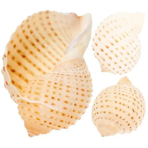 Produktbild: PATKAW Muscheln Riesig 3 Natürliche Muscheln Riesige Meeresmuschel Große Muschelschalen Nautische Stranddekoration Für Strand Themenparty Heimdekoration DIY- Aquarium