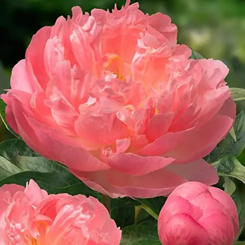Produktbild: Pfingstrose Coral Passion (1 Wurzel) - Pfingstrosen Pflanzen Winterhart - Paeonia Hybride - Winterharte mehrjährige Staude - Aus Holland für Garten und Topf (kein Samen, Zwiebeln und nicht künstlich)