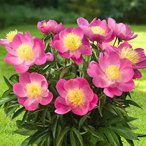 Produktbild: Pfingstrose Pink Nippon (1 Wurzel), große Päonien Hybride, Winterharte mehrjährige Staude, Pflanzen aus Holland für Garten und Topf (kein Samen, Zwiebeln und nicht künstlich)