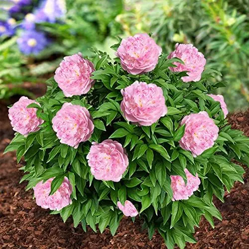 Produktbild: Pfingstrose Pink Passion (1 Wurzel), große Päonien Hybride, Winterharte mehrjährige Staude, Pflanzen aus Holland für Garten und Topf (kein Samen, Zwiebeln und nicht künstlich)