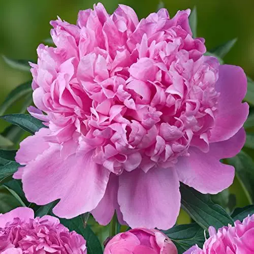 Produktbild: Pfingstrose Purple Passion (1 Wurzel), große Päonien Hybride, Winterharte mehrjährige Staude, Pflanzen aus Holland für Garten und Topf (kein Samen, Zwiebeln und nicht künstlich)