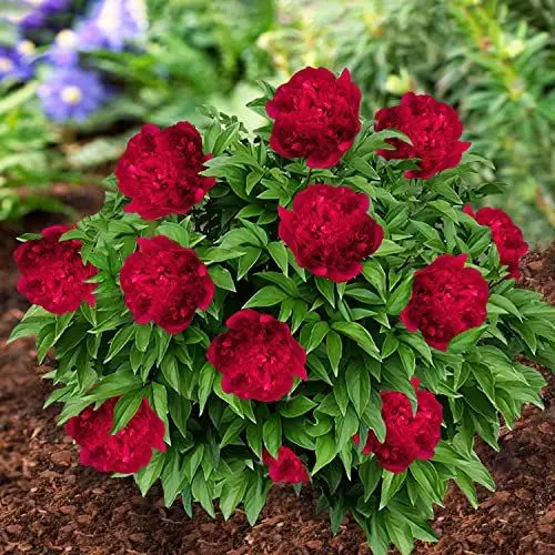 Produktbild: Pfingstrose Red Passion (1 Wurzel), große Päonien Hybride, Winterharte mehrjährige Staude, Pflanzen aus Holland für Garten und Topf (kein Samen, Zwiebeln und nicht künstlich)