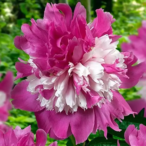 Produktbild: Pfingstrose Striped Passion (1 Wurzel), große Päonien Hybride, Winterharte mehrjährige Staude, Pflanzen aus Holland für Garten und Topf (kein Samen, Zwiebeln und nicht künstlich)