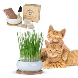 Produktbild: Pfotenolymp Katzengras Schale Set - Enthält Keramikschale, Bambusuntersetzer, Kokoserde, Samen und Kleinen Spaten, keimglas für sprossen