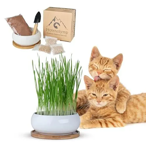 Produktbild: Pfotenolymp Katzengras Schale Set - Enthält Keramikschale, Bambusuntersetzer, Kokoserde, Samen und Kleinen Spaten, keimglas für sprossen