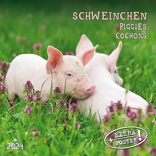 Produktbild: Piggies/Schweinchen 2024: Kalender 2024 (Artwork Edition)