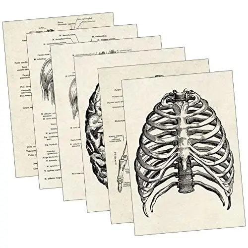 Produktbild: PLAFOPE 6 Stk menschliche Anatomie Anatomie-Lerndiagramm Anatomie Diagramm sportgel Medizinische Poster Poster zur Anatomie menschlicher Organe Poster zum Erlernen der Anatomie Black
