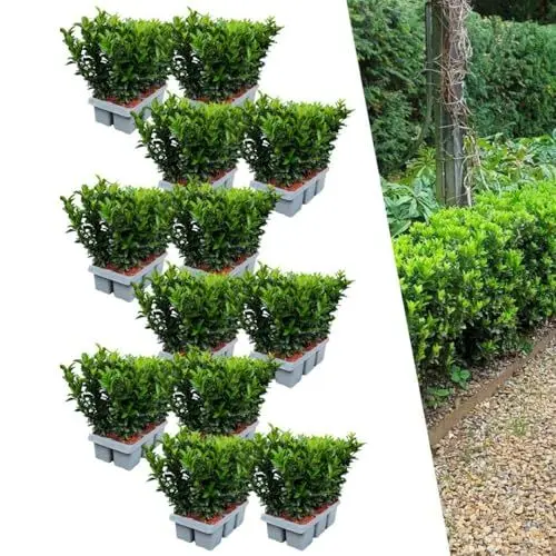 Produktbild: Plants by Frank | 72 Grüne Spindelstrauch Heckenpflanzen | Euonymus japonicus 'Green Spire' | Buchsbaum ersatz | winterharten Heckenpflanzen | Immergrüne Hecke