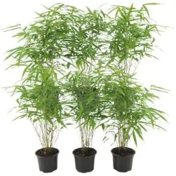 Produktbild: Plants by Frank - Bambus Pflanze Winterhart im Set von 6 Pflanzen | Fargesia Rufa | Gartenpflanzen | Gräser winterhart mehrjährig |Ø13 cm | 25 cm | Keine Wurzelausläufer