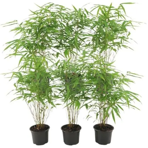 Produktbild: Plants by Frank - Bambus Pflanze Winterhart im Set von 6 Pflanzen | Fargesia Rufa | Gartenpflanzen | Gräser winterhart mehrjährig |Ø13 cm | 25 cm | Keine Wurzelausläufer