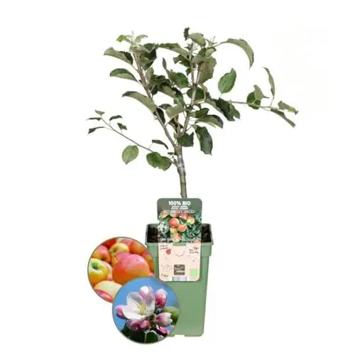 Produktbild: Plants by Frank | Biologische Apfelbaum | 1 x Malus Elstar | 20 cm Ø | 60 cm ↨ | Obstbaum | Bio Obst | Obstpflanzen | Obstbäume | Gartenpflanzen