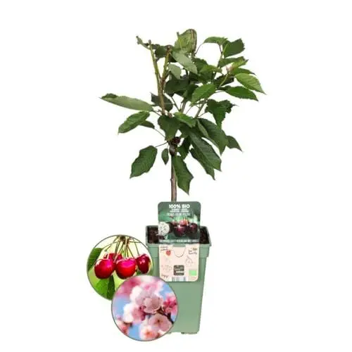 Produktbild: Plants by Frank | Biologische Kirschenbaum | 1 x Prunus Avium | 20 cm Ø | 60 cm ↨ | Obstbaum | Bio Obst | Obstpflanzen | Obstbäume | Gartenpflanzen