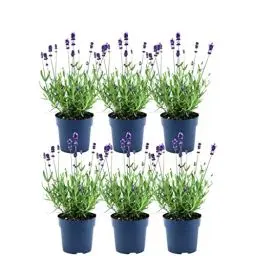 Produktbild: Plants by Frank - Blühende Blauer-Duft Lavendel Pflanze Winterhart im Set von 6 x 25 cm ↨ | Echter Lavendel | Gartenpflanzen | Pflanzen | Lavendel angustifolia Felice