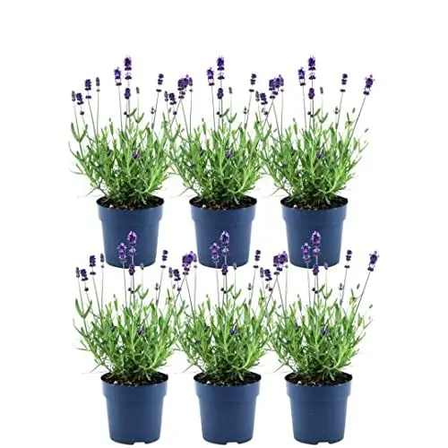 Produktbild: Plants by Frank - Blühende Blauer-Duft Lavendel Pflanze Winterhart im Set von 6 x 25 cm ↨ | Echter Lavendel | Gartenpflanzen | Pflanzen | Lavendel angustifolia Felice