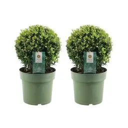 Produktbild: Plants by Frank | Echte Stechpalme Kugel | 2x Ilex crenata 'Jenny' kugel | set von 2 Stück | 20 cm Ø durchmesser | Buchsbaum ersatz | Ilex | Gartenpflanzen | Buchsbaum | Pflanzen