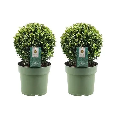 Produktbild: Plants by Frank | Echte Stechpalme Kugel | 2x Ilex crenata 'Jenny' kugel | set von 2 Stück | 20 cm Ø durchmesser | Buchsbaum ersatz | Ilex | Gartenpflanzen | Buchsbaum | Pflanzen