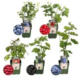 Produktbild: Plants by Frank | 