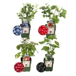 Produktbild: Plants by Frank | 