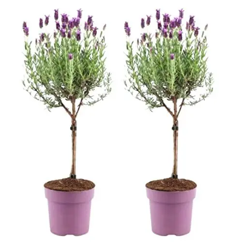 Produktbild: Plants by Frank - Set von 2 Französischen Lavendel Pflanze auf Stamm - 2 x Lavandula stoechas Anouk® 15 cm Topf ↨ 50 cm - Lavendel pflanze winterhart - Pflanzen - Gartenpflanzen