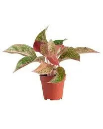 Produktbild: PLNTS - Aglaonema Prosperity (Kolbenfaden) - Zimmerpflanze - Zimmerpflanzen, Pflanzen Echt, Nachhaltige Verpackung -12cm Topf - Höhe 25cm - Direkt von der Gärtnerei