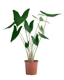 Produktbild: PLNTS - Alocasia Zebrina (Pfeilblätter) - Zimmerpflanze - Zimmerpflanzen, Pflanzen Echt, Nachhaltige Verpackung - 17cm Topf - Höhe 65cm - Direkt von der Gärtnerei
