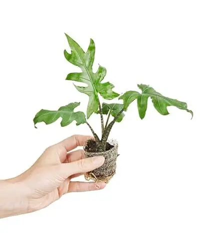 Produktbild: PLNTS - Baby Alocasia Brancifolia Pink Passion - Zimmerpflanze - Zimmerpflanzen, Pflanzen Echt, Nachhaltige Verpackung - 5cm Topf - Höhe 12cm - Direkt von der Gärtnerei