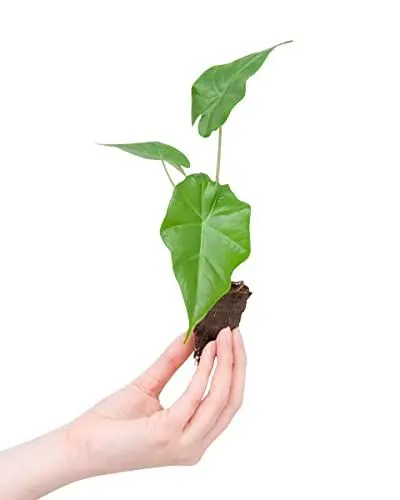 Produktbild: PLNTS - Baby Alocasia Portodora (Pfeilblätter) - Zimmerpflanzen, Pflanzen Echt, Nachhaltige Verpackung - 2cm Stecklinge - Höhe 20cm - Direkt von der Gärtnerei