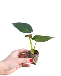 Produktbild: PLNTS - Baby Alocasia Regal Shield - Zimmerpflanzen, Pflanzen Echt, Nachhaltige Verpackung - 2cm Stecklinge - Höhe 12cm - Direkt von der Gärtnerei