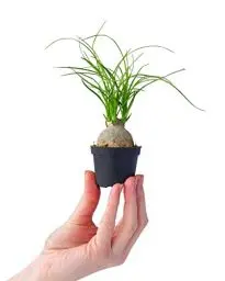 Produktbild: PLNTS - Baby Beaucarnea Recurvata - Zimmerpflanze - Zimmerpflanzen, Pflanzen Echt, Nachhaltige Verpackung - Elefantenfuß - 6cm Topf - Höhe 15cm - Direkt von der Gärtnerei