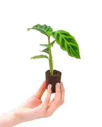 Produktbild: PLNTS - Baby Calathea Zebrina (Gebetspflanze) - Zimmerpflanzen, Pflanzen Echt, Nachhaltige Verpackung - 2cm Stecklinge - Höhe 15cm - Direkt von der Gärtnerei