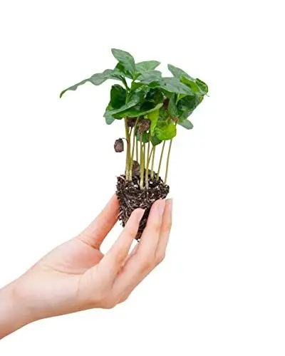Produktbild: PLNTS - Baby Coffea Arabica - Zimmerpflanze - Echte Pflanzen für Drinnen - 4cm Stecklinge - Höhe 15cm