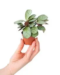 Produktbild: PLNTS - Baby Ctenanthe Amagris - Zimmerpflanzen, Pflanzen Echt, Nachhaltige Verpackung - 6cm Topf - Höhe 15cm - Direkt von der Gärtnerei