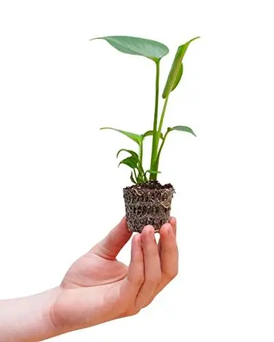 Produktbild: PLNTS - Baby Monstera Deliciosa - Zimmerpflanzen, Pflanzen Echt, Nachhaltige Verpackung Köstliches Fensterblatt- 4cm Stecklinge - Höhe 20cm - Direkt von der Gärtnerei