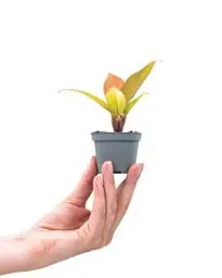 Produktbild: PLNTS - Baby Philodendron Prince Of Orange - Zimmerpflanze - Echte Pflanzen für Drinnen - 6cm Topf - Höhe 10cm