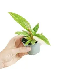 Produktbild: PLNTS - Baby Philodendron Ring Of Fire - Zimmerpflanze - Zimmerpflanzen, Pflanzen Echt, Nachhaltige Verpackung - 6cm Topf - Höhe 10cm - Direkt von der Gärtnerei