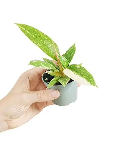 Produktbild: PLNTS - Baby Philodendron Ring Of Fire - Zimmerpflanze - Zimmerpflanzen, Pflanzen Echt, Nachhaltige Verpackung - 6cm Topf - Höhe 10cm - Direkt von der Gärtnerei
