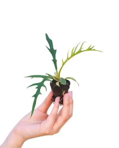 Produktbild: PLNTS - Baby Philodendron Tortum - Zimmerpflanze - Zimmerpflanzen, Pflanzen Echt, Nachhaltige Verpackung -2cm Stecklinge - Höhe 10cm - Direkt von der Gärtnerei